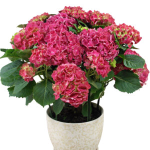Jumbo Hydrangea Plant