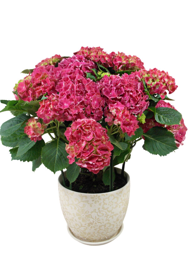 Jumbo Hydrangea Plant